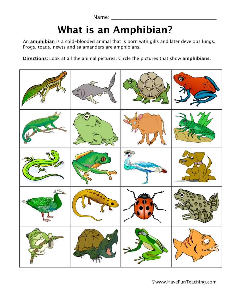 Amphibian identification worksheet: a definition and 20 animal pictures to examine and circle the amphibians.