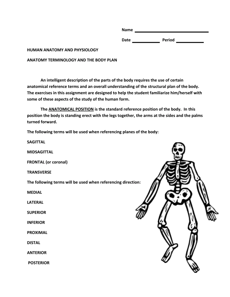 Introduction to the anatomy assignment: anatomical position, four body planes, and eight directional terms.