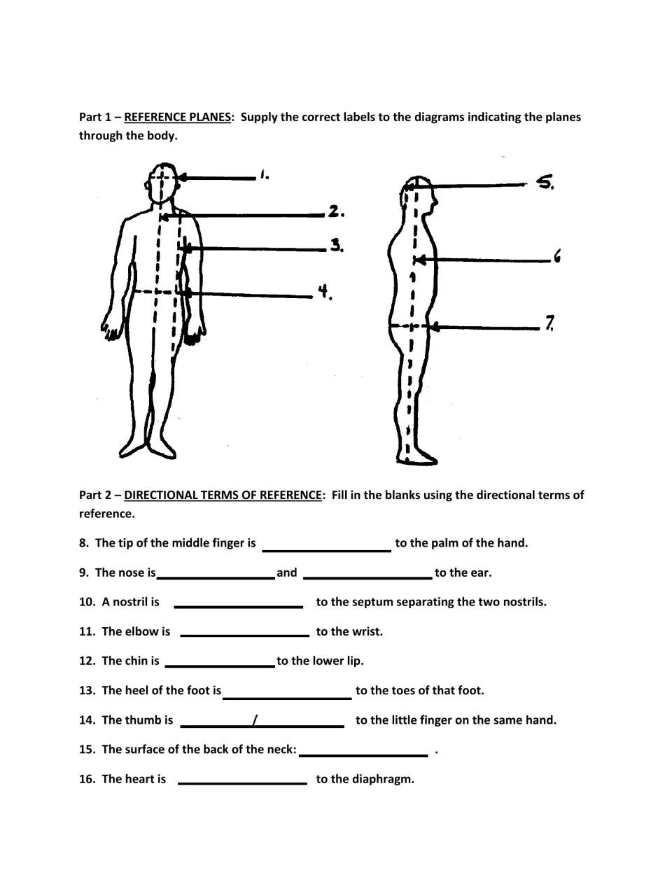 Anatomy assignment parts 1–2: label body planes in two diagrams and complete directional terms 8–16.