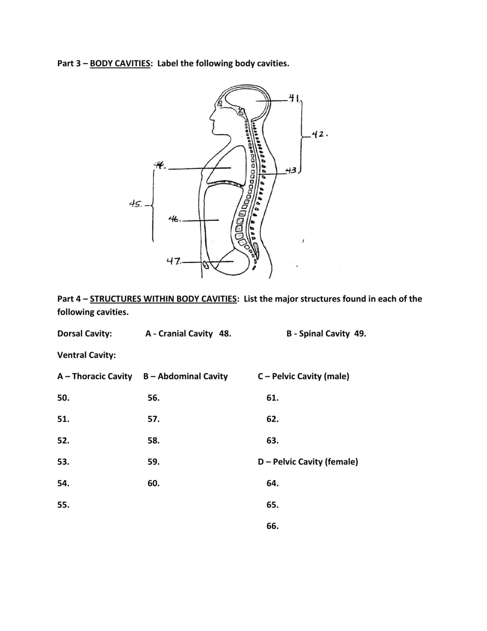 Anatomy assignment parts 3–4: label body cavities 41–47 and list structures within cavities for 48–66.