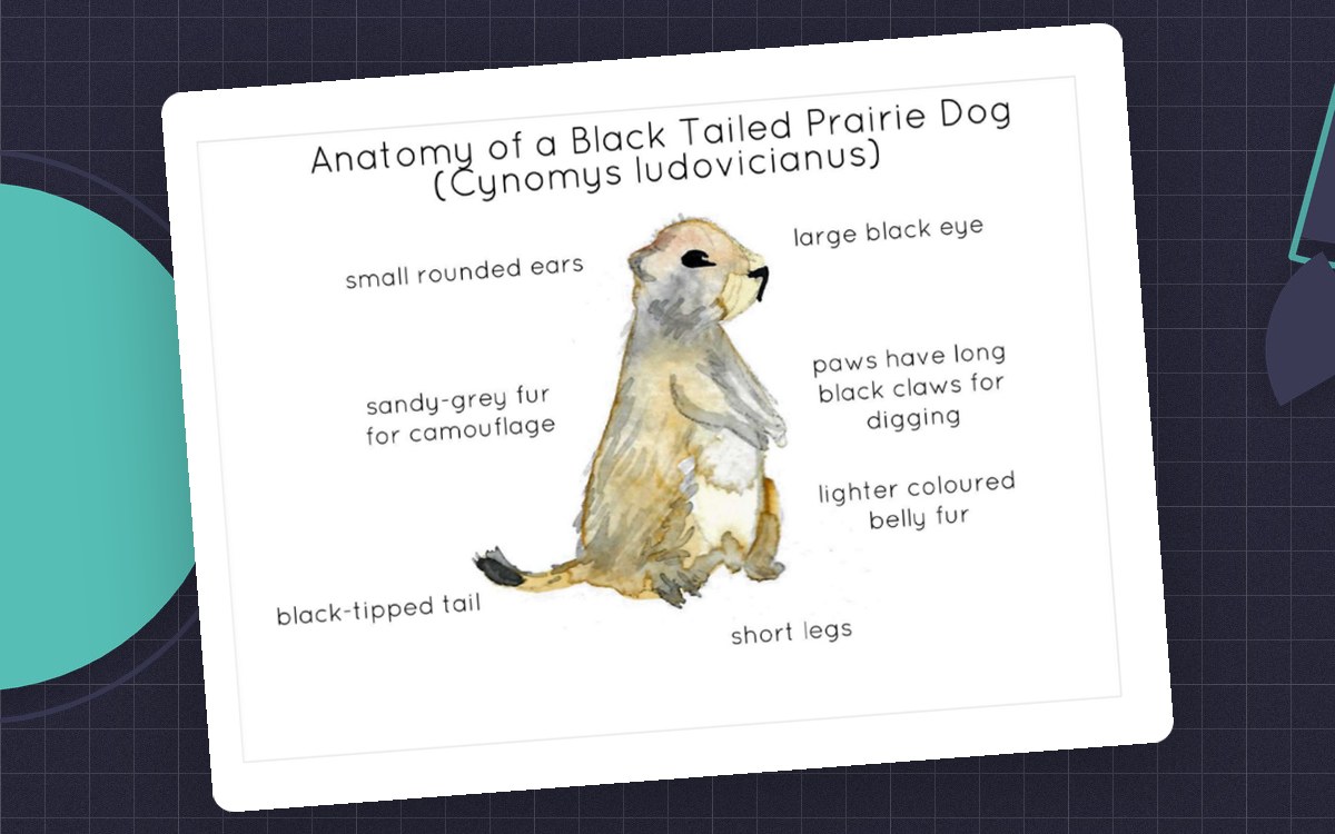 Anatomy of a Black Tailed Prairie Dog preview