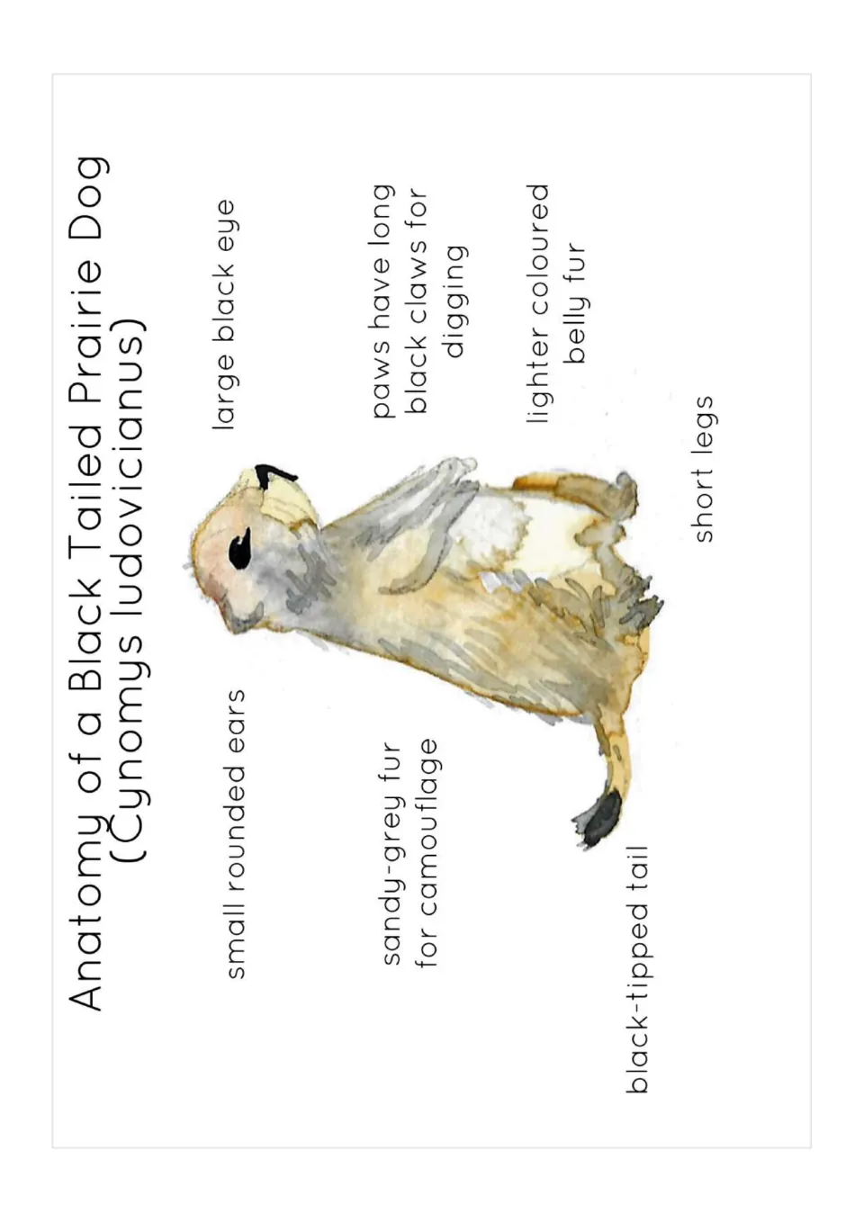 Prairie dog anatomy diagram: a watercolour animal labeled with rounded ears, black eye, digging claws and black-tipped tail