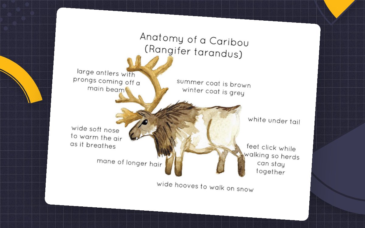 Anatomy of a Caribou labeled illustration.
