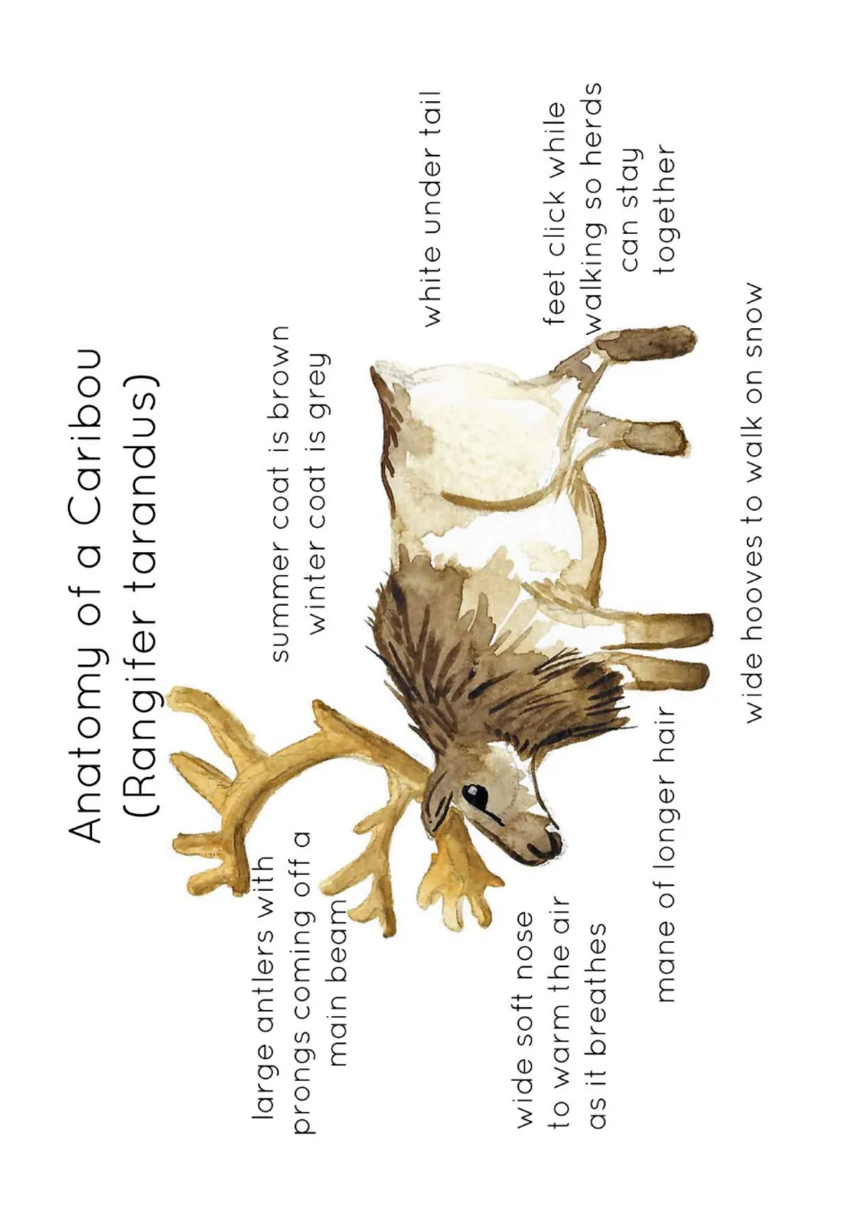 Caribou (Rangifer tarandus) diagram labels antlers, soft nose, mane, coat colors, white tail, clicking feet and wide hooves