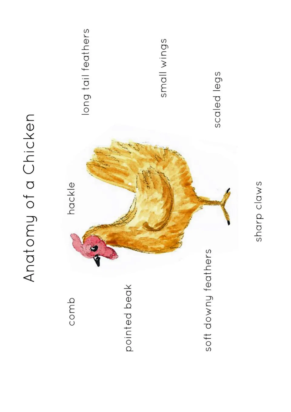 Chicken anatomy reference card labeling comb, hackle, pointed beak, long tail feathers and four more body parts