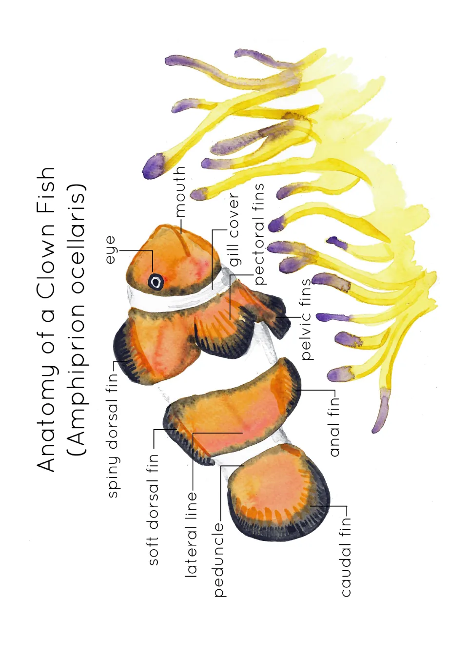 Clown fish anatomy poster: watercolor Amphiprion ocellaris with lines labelling eye, mouth, gill cover, fins and peduncle