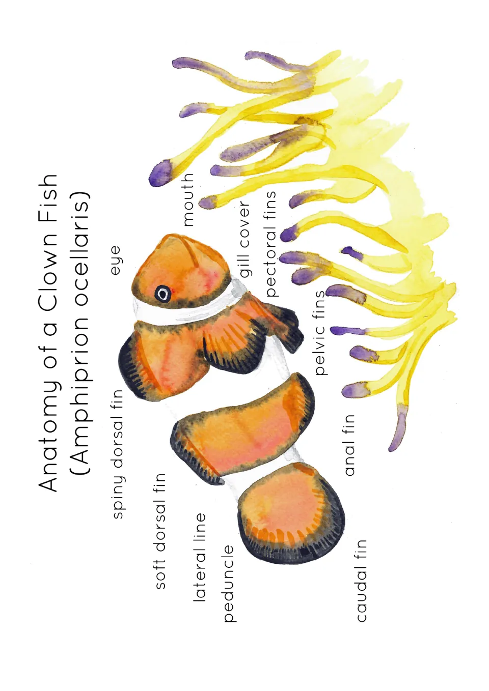 Clown fish poster with 11 part names such as eye, spiny dorsal fin and caudal fin printed but no leader lines to the fish