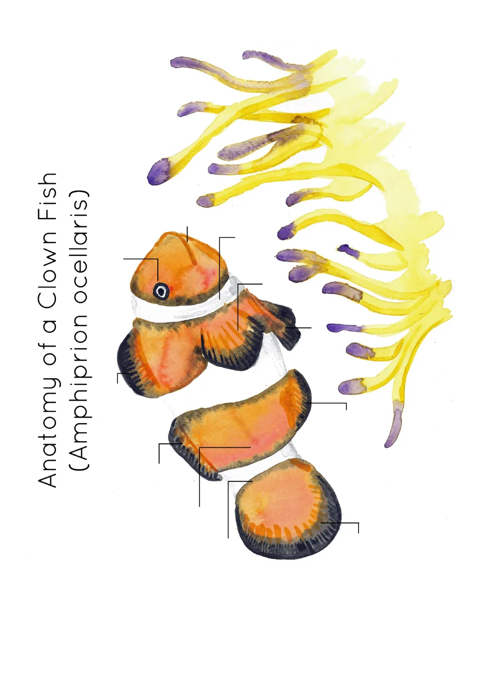 Clown fish labelling diagram: 11 blank leader lines point to body parts for students to write in each fin and part name