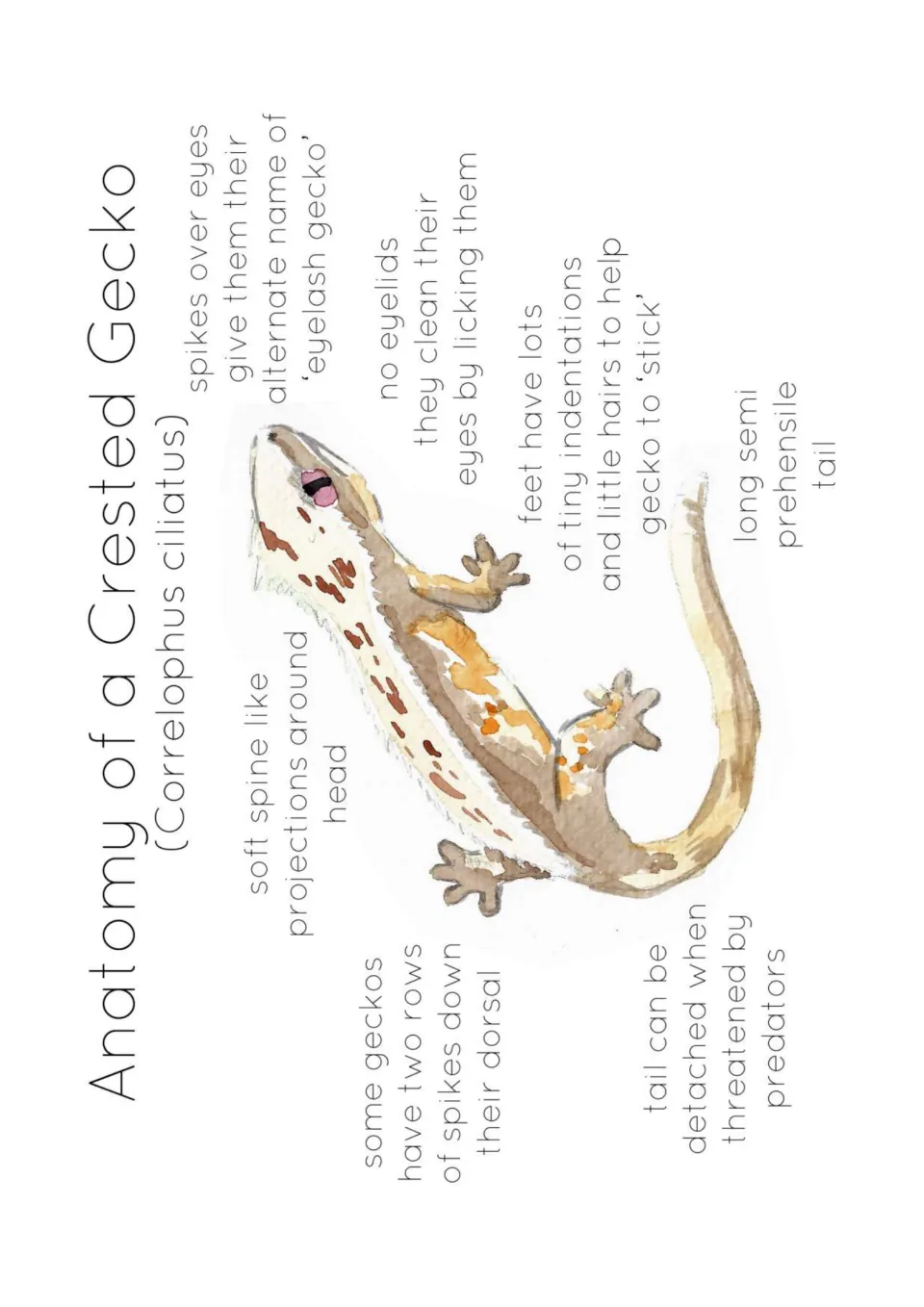 Anatomy poster of a crested gecko labeling eyelash spikes, eyes without eyelids, sticky feet, and tail