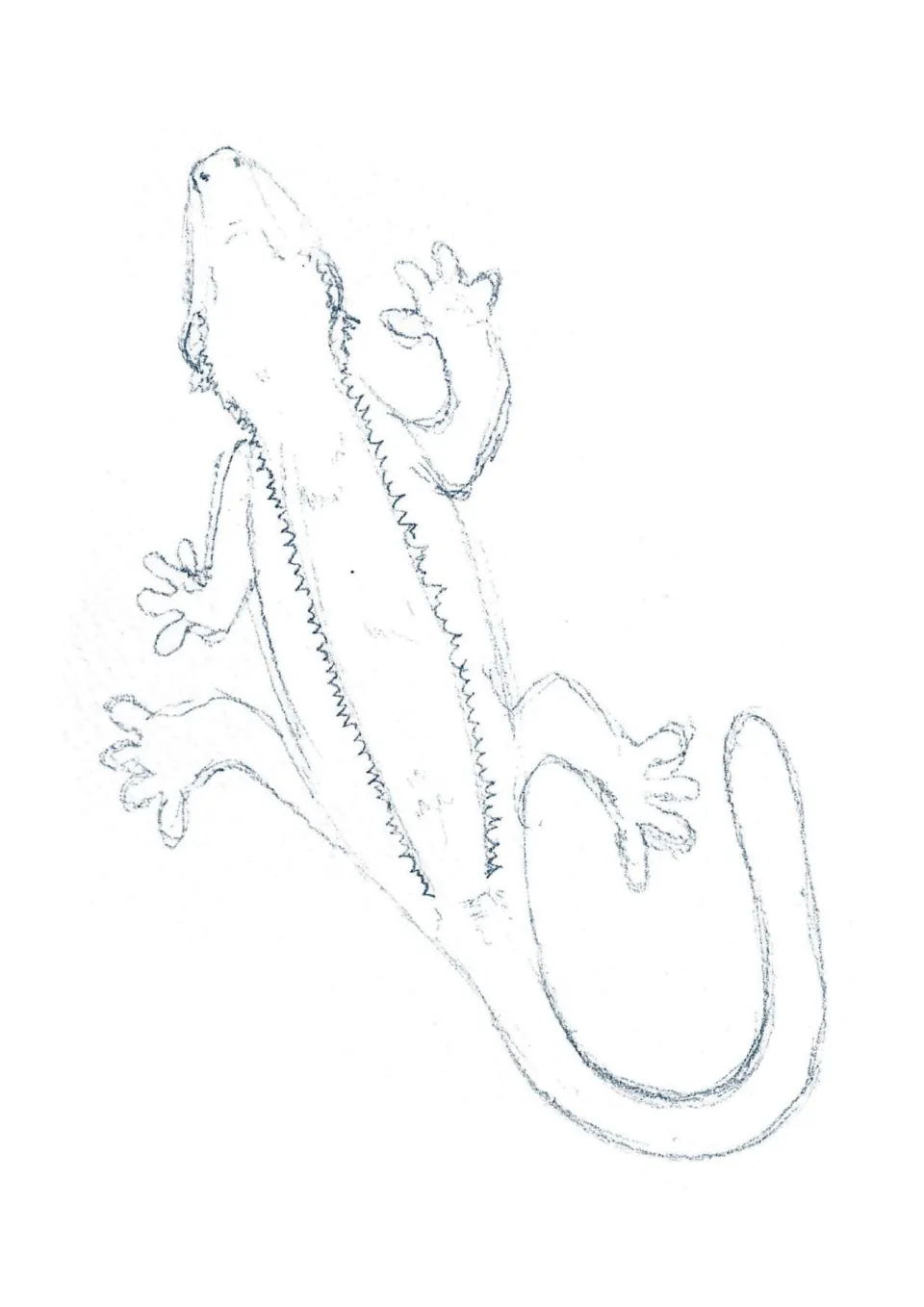 Unlabeled crested gecko outline accompanying the anatomy poster, showing its head, feet, back, and tail