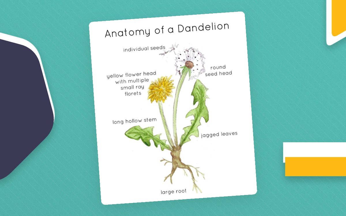Anatomy of a Dandelion poster preview.