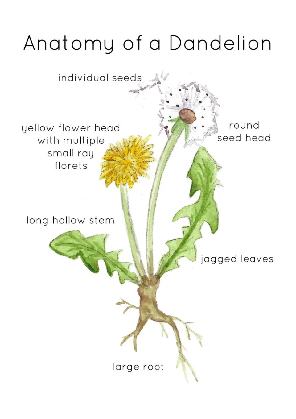 Dandelion parts diagram labeling the yellow flower head, round seed head, seeds, hollow stem, jagged leaves and large root