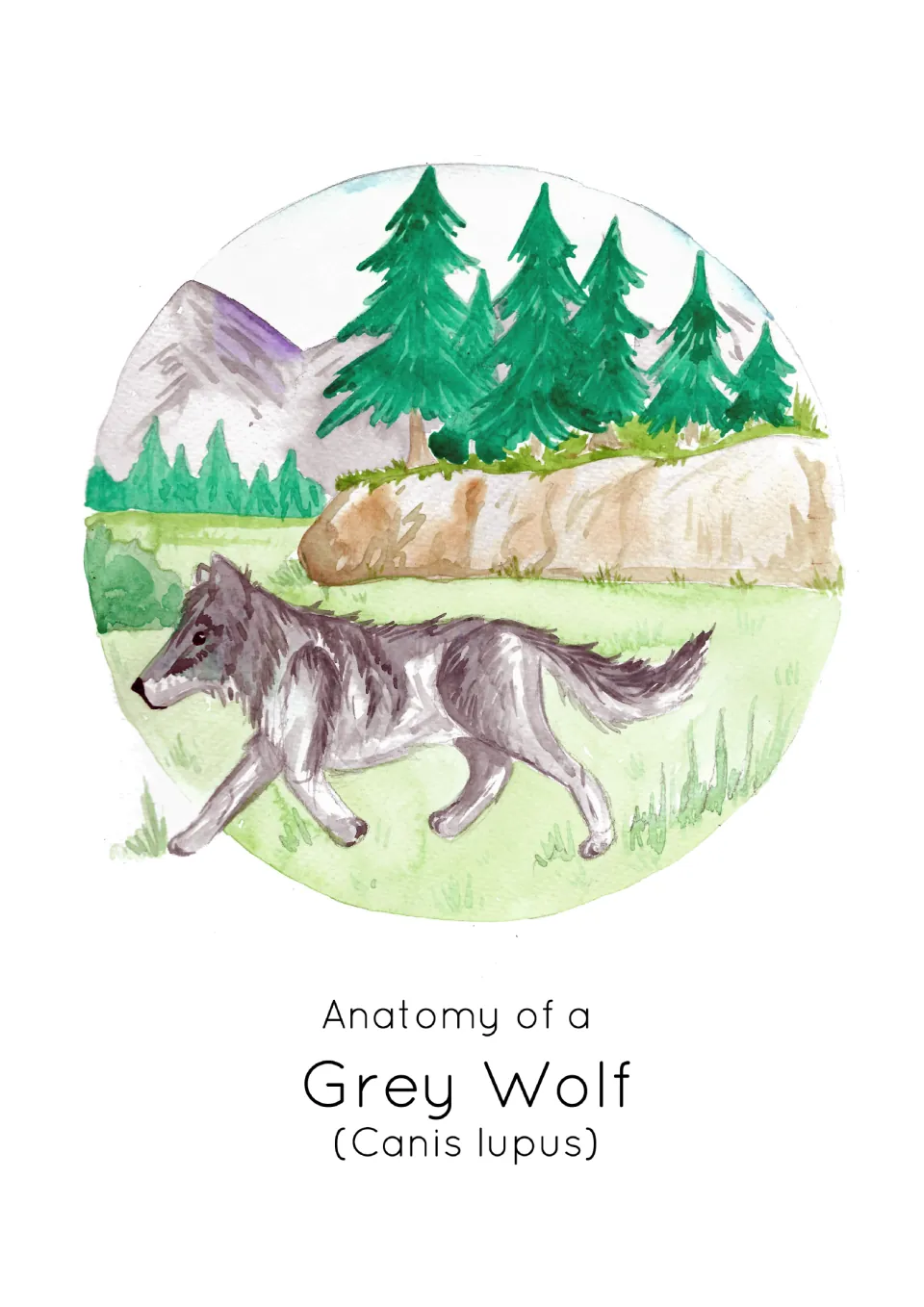Cover of the wolf anatomy resource showing a gray wolf in a forest and the scientific name Canis lupus