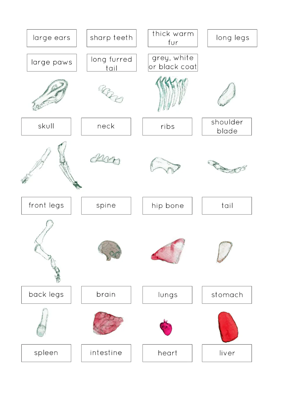 Wolf anatomy sheet with seven external trait labels and 16 illustrated parts, including skull, brain, and heart