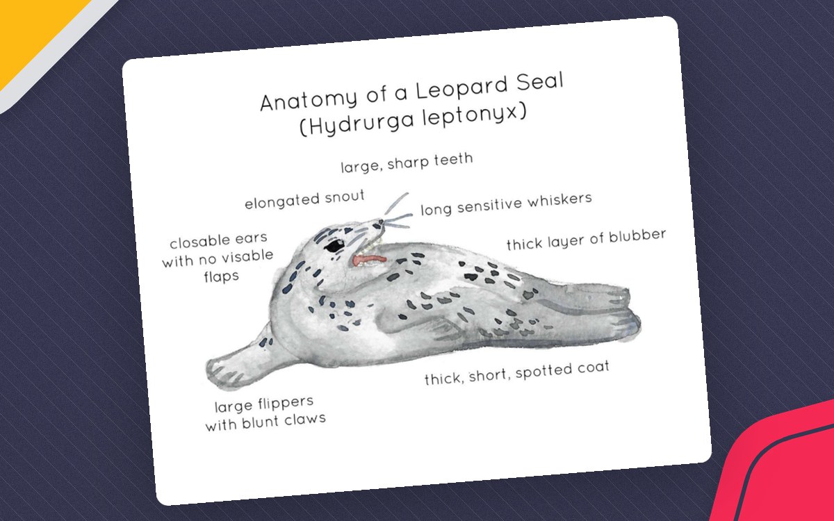 Anatomy of a Leopard Seal preview