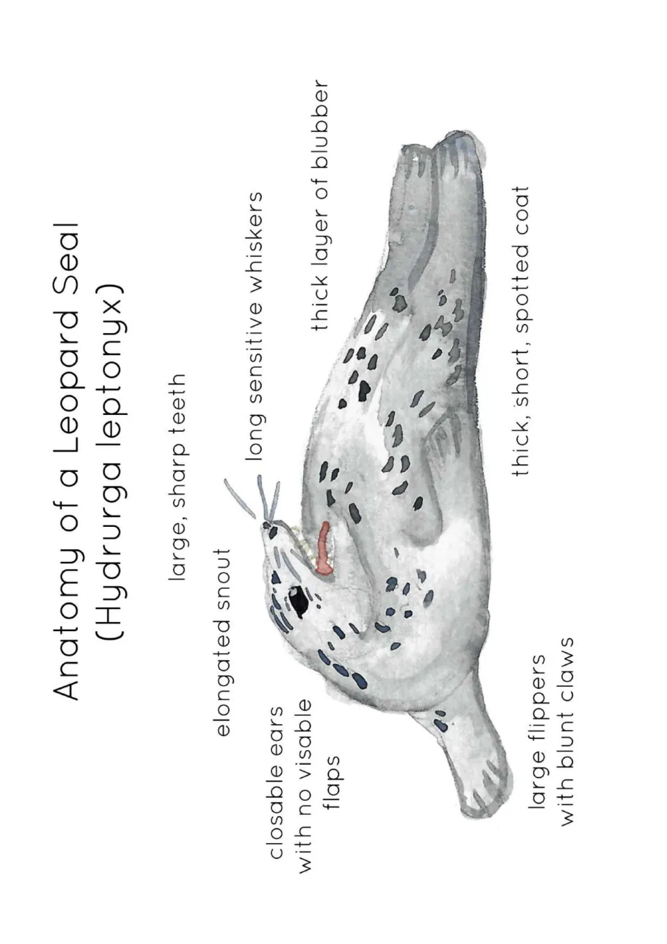 Leopard seal watercolour diagram labelling snout, sharp teeth, whiskers, blubber, spotted coat, closable ears and flippers
