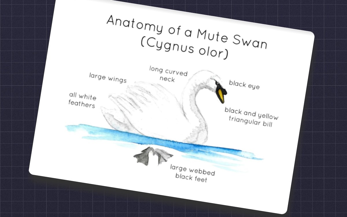 Mute Swan Anatomy Flashcards – Watercolor Set preview: Mute swan anatomy illustration