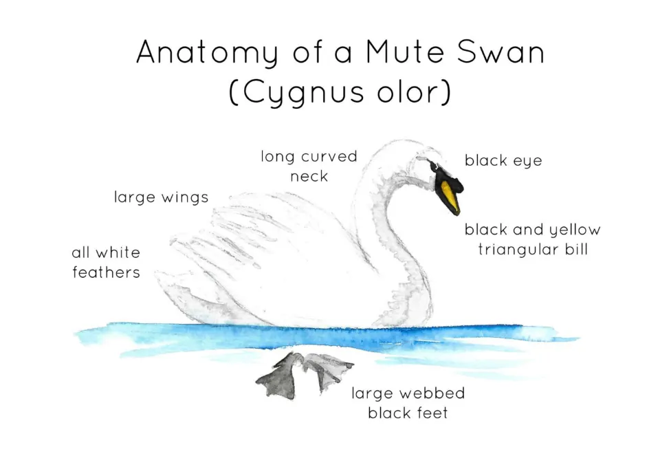 Mute swan (Cygnus olor) anatomy: watercolor swan on water labeled neck, wings, feathers, black eye, bill and webbed feet