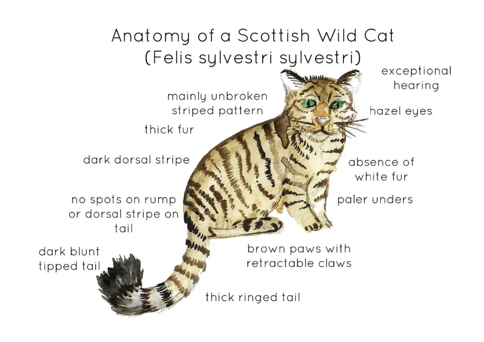 Anatomy reference print of a Scottish wild cat labeled with thick fur, hazel eyes, and a thick ringed tail