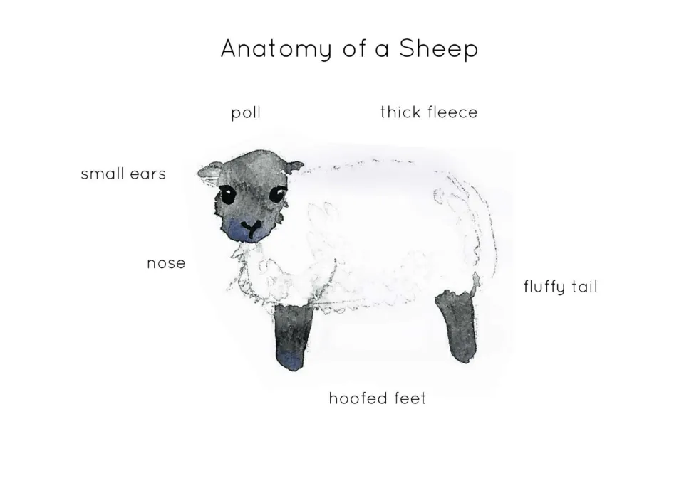 Sheep anatomy print labeling the poll, small ears, nose, thick fleece, fluffy tail, and hoofed feet.
