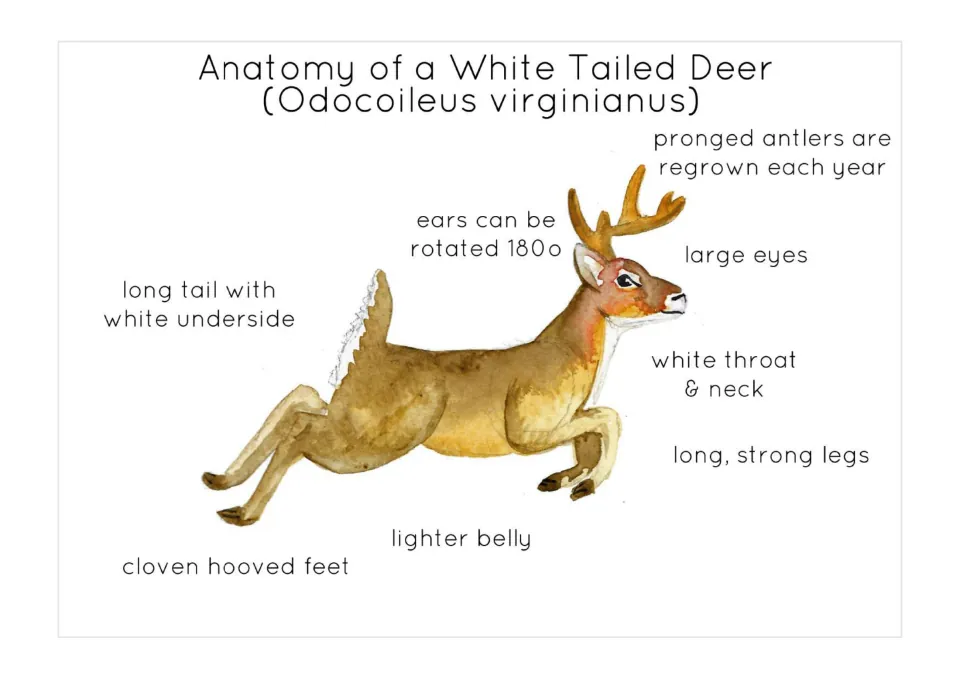 White-tailed deer anatomy: watercolor of a leaping buck labeling antlers, rotating ears, eyes, throat, tail, legs and hooves