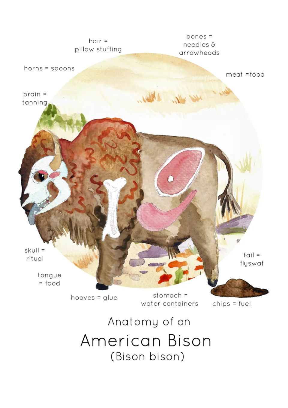 Watercolor bison labeled with its uses: hair = pillow stuffing, horns = spoons, hooves = glue, chips = fuel and more
