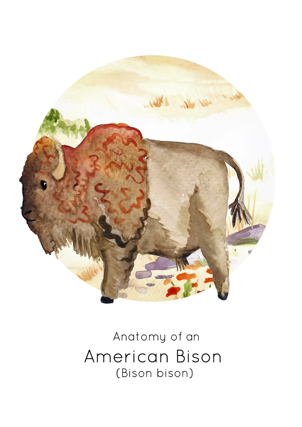 Unlabeled watercolor American bison standing in a prairie circle, with its name and Bison bison printed below