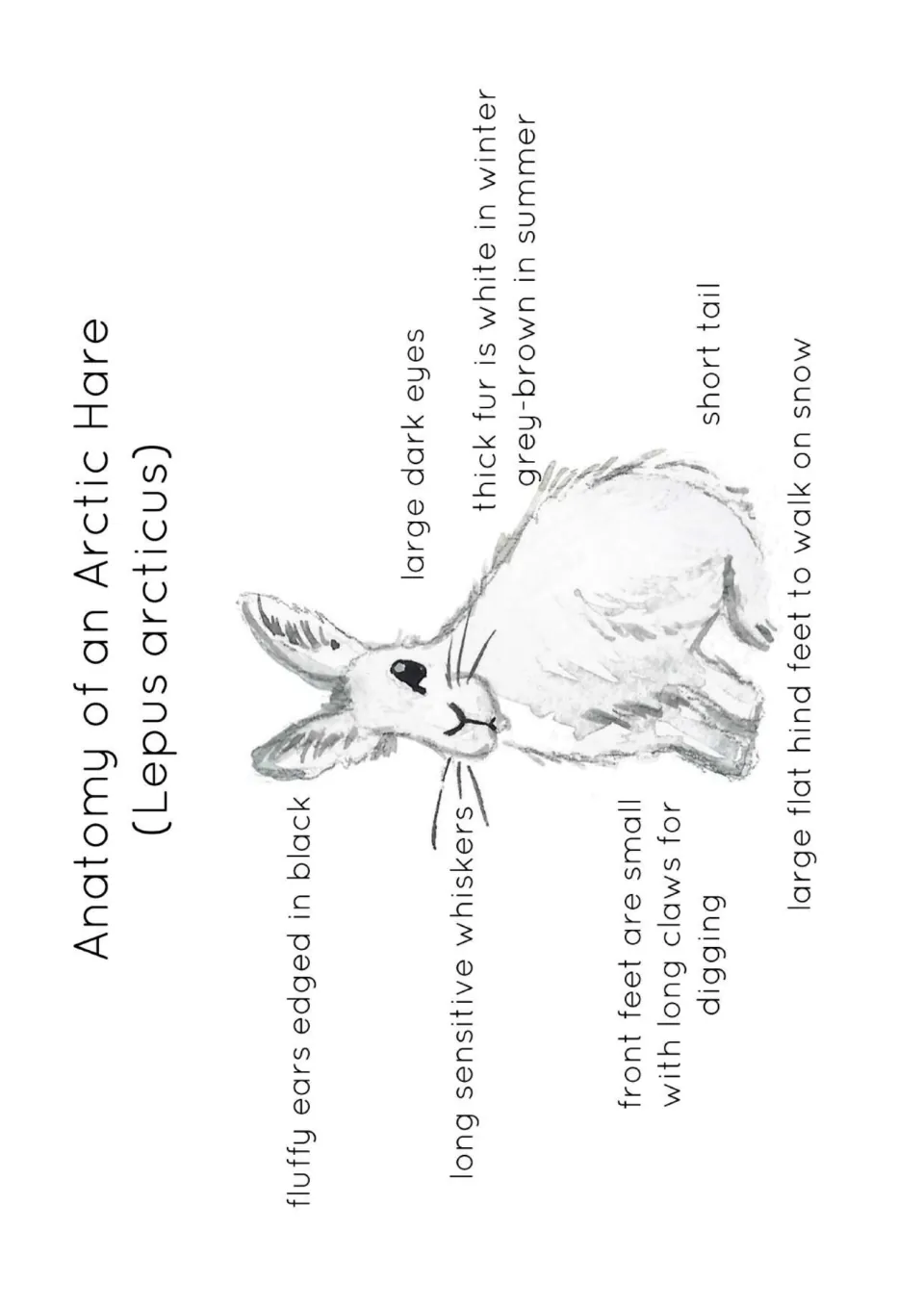 Arctic hare (Lepus arcticus) labeled drawing: ears, whiskers, eyes, seasonal fur, digging claws, tail and hind feet