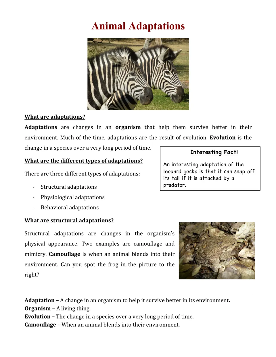 Animal adaptations reading: defines adaptation and evolution, lists 3 types, explains camouflage with a hidden frog photo