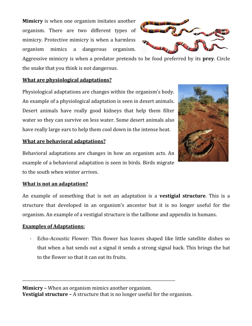 Mimicry, physiological and behavioral adaptations and vestigial structures; students circle the snake that is not dangerous