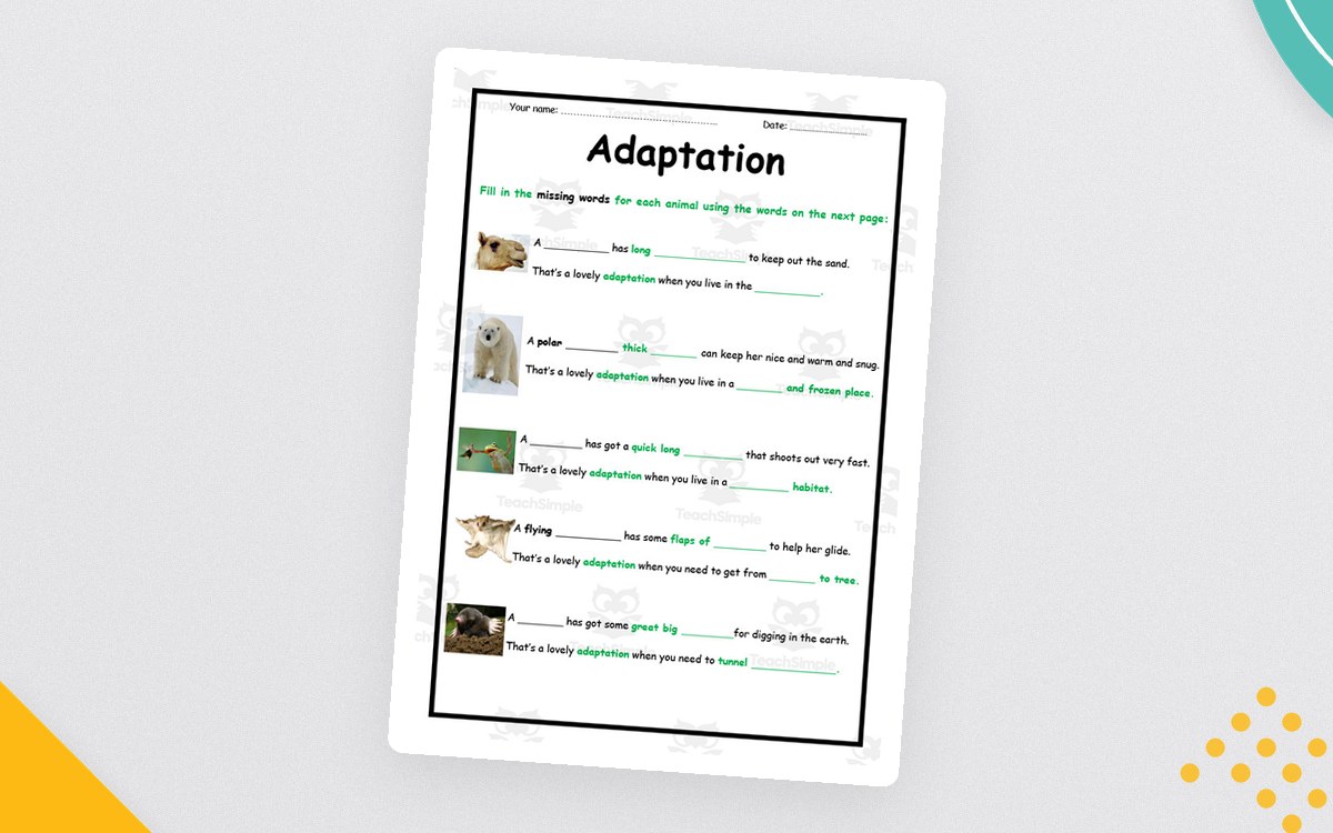 Animal Adaptations Worksheet – Elementary Science preview