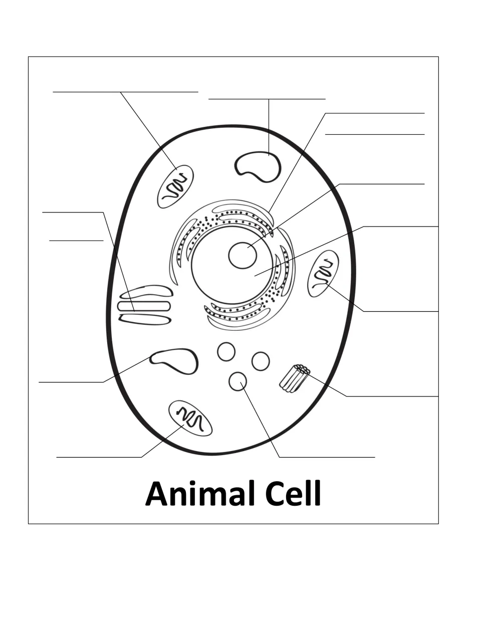 Animal cell diagram to label: students write the names of the nucleus, mitochondria, Golgi body and other organelles