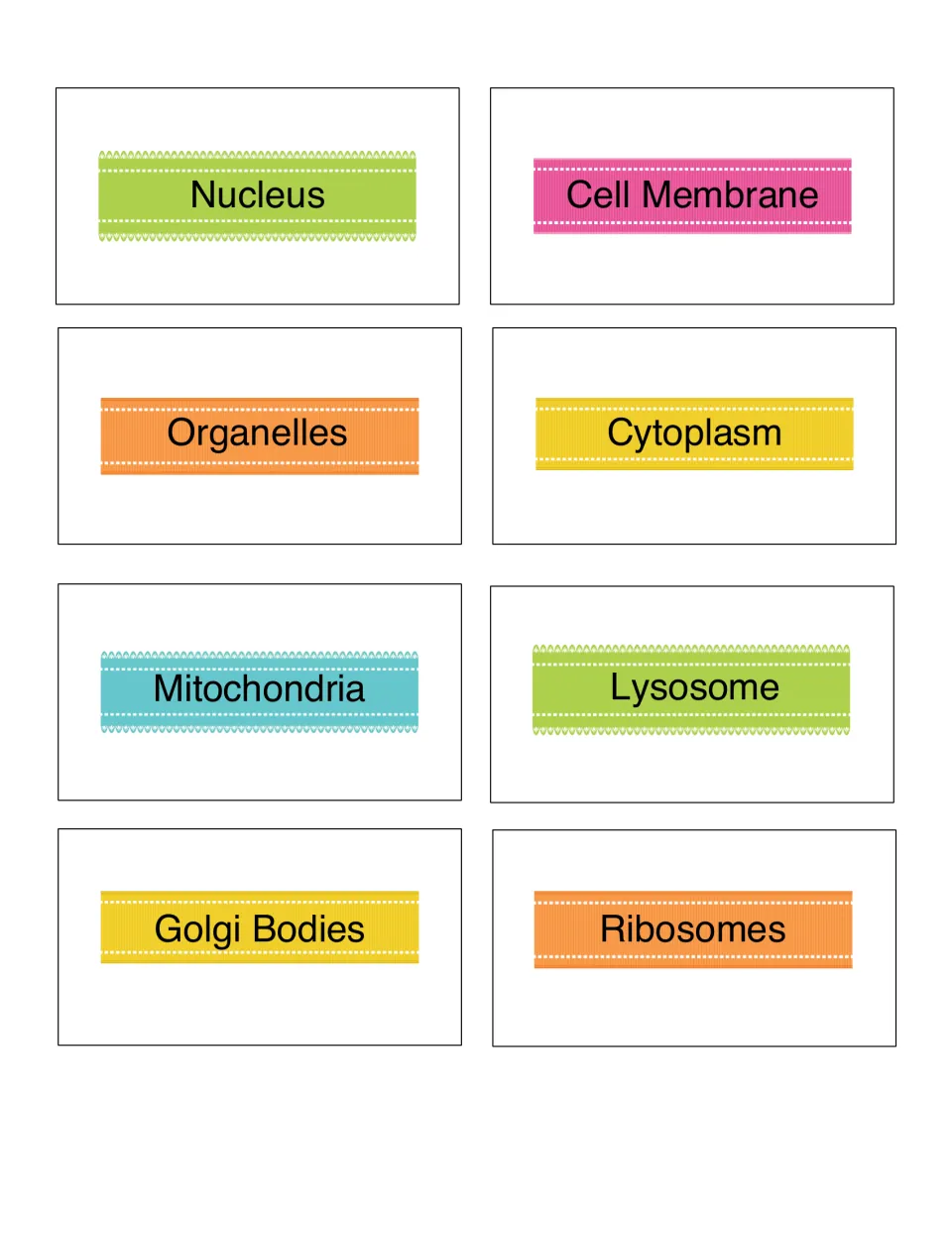 Cell term cards: nucleus, cell membrane, organelles, cytoplasm, mitochondria, lysosome, Golgi bodies and ribosomes