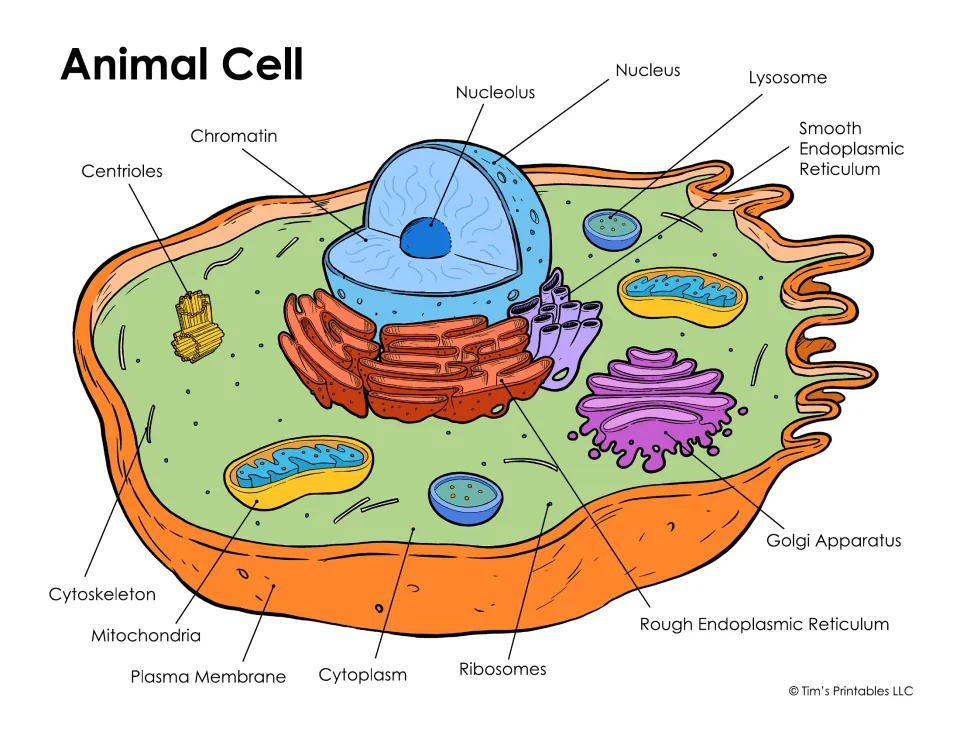 Color animal cell with 13 labeled parts, including nucleus, nucleolus, mitochondria, Golgi apparatus and ribosomes