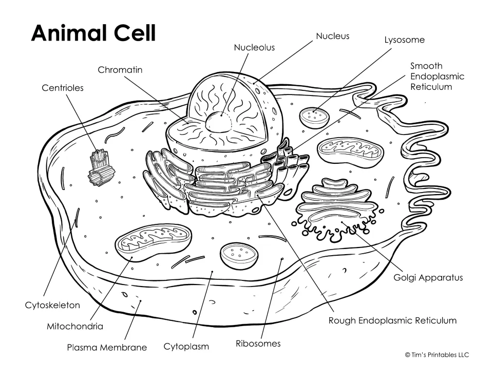Black-and-white animal cell with 13 labeled parts, from chromatin and centrioles to rough and smooth endoplasmic reticulum
