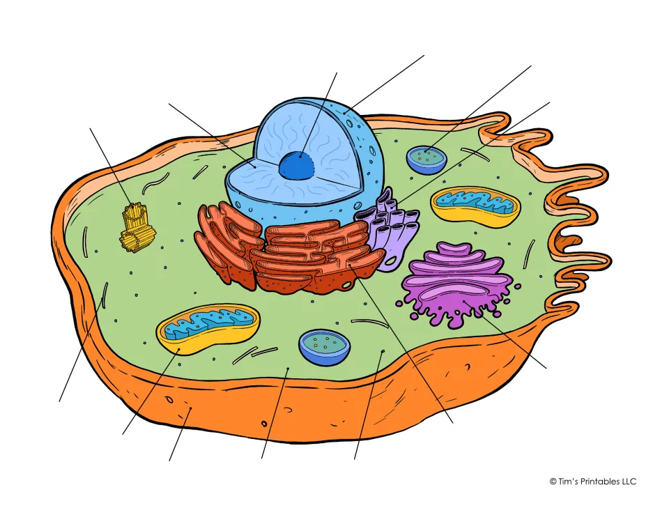 Animal cell labeling: students name 13 parts, such as nucleus, ribosomes and Golgi apparatus, on an unlabeled color drawing