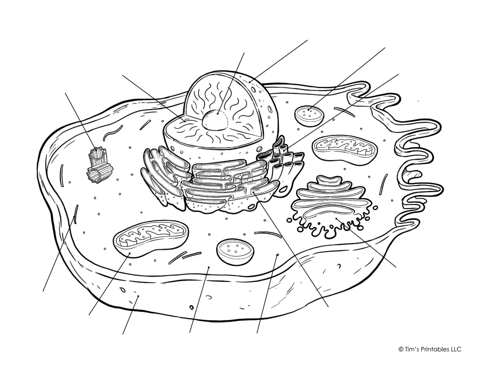 Animal cell labeling in black and white: students write in 13 part names, from centrioles to plasma membrane and cytoplasm