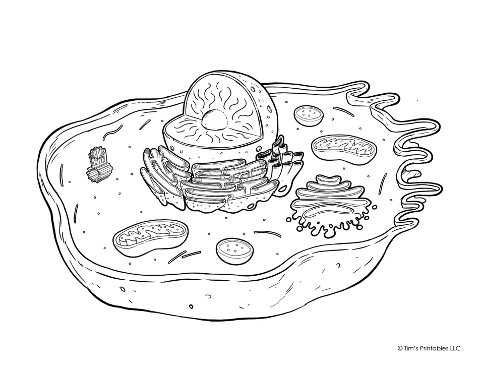 Animal cell coloring sheet, unlabeled line art: students color the nucleus, mitochondria, Golgi apparatus and more