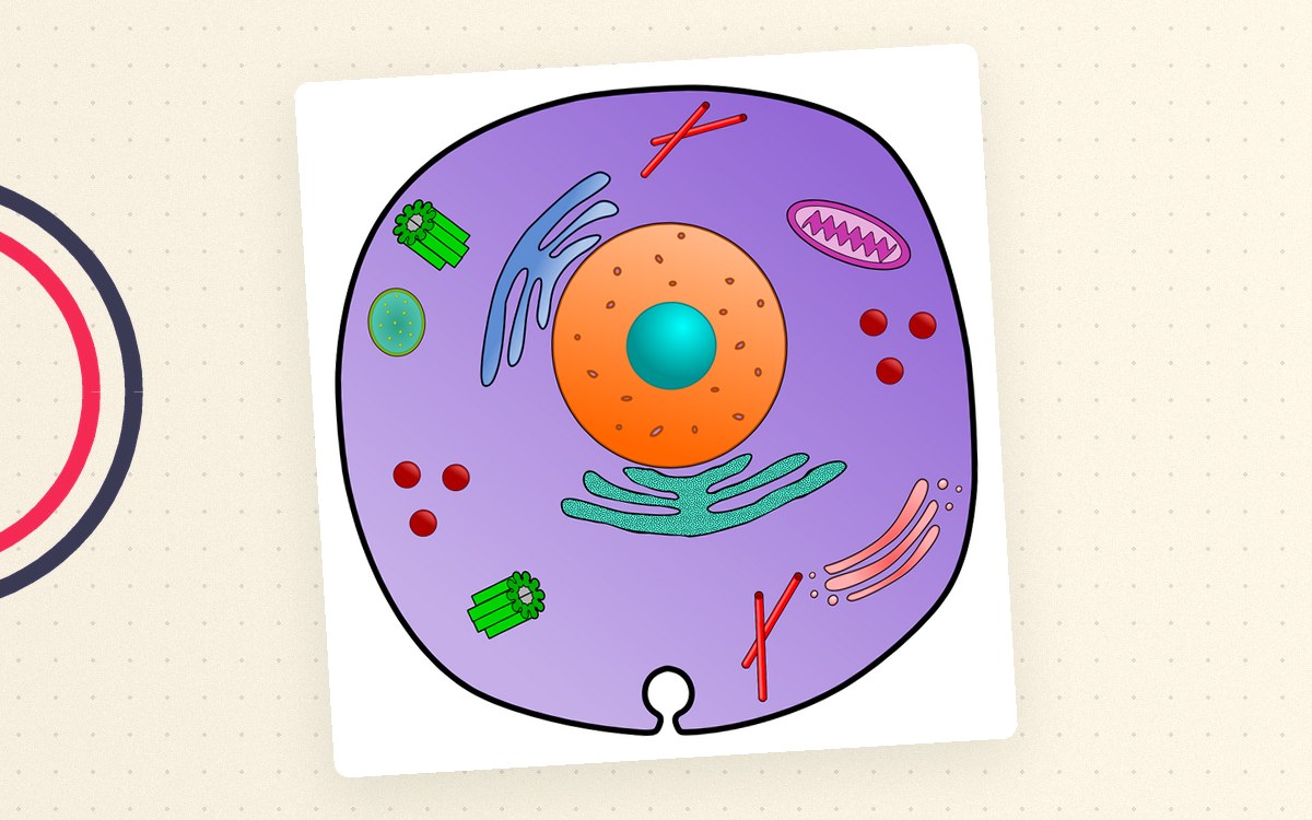 Animal Cell Organelles – Labeled & Blank Diagrams Clipart preview