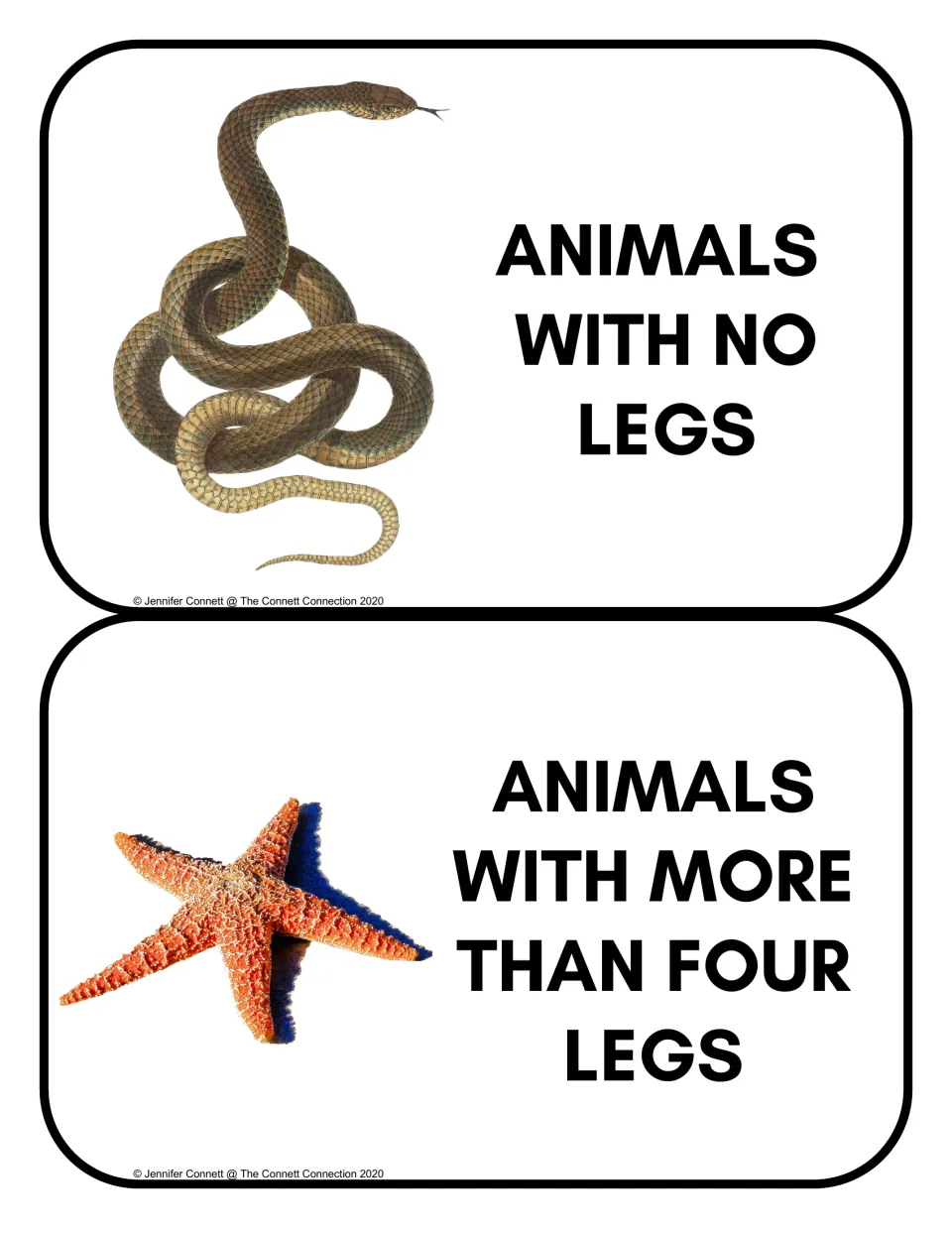 Animal sorting headers: Animals With No Legs and Animals With More Than Four Legs, with a snake and sea star