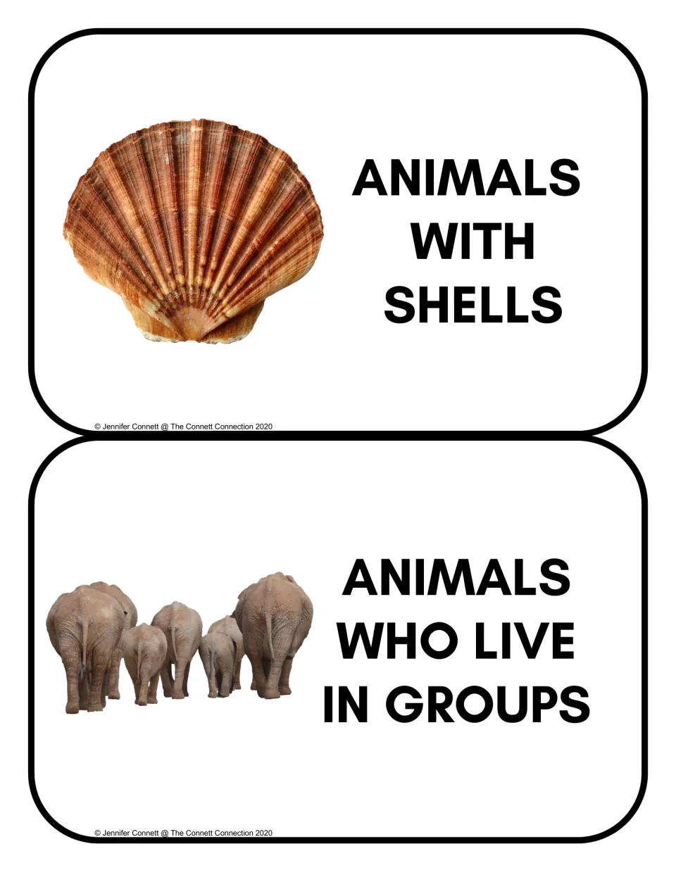 Animal sorting headers: Animals With Shells and Animals Who Live in Groups, with a shell and elephants