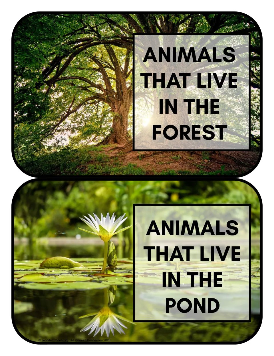 Habitat sorting header cards 3–4: 'Animals that live in the forest' and 'Animals that live in the pond'