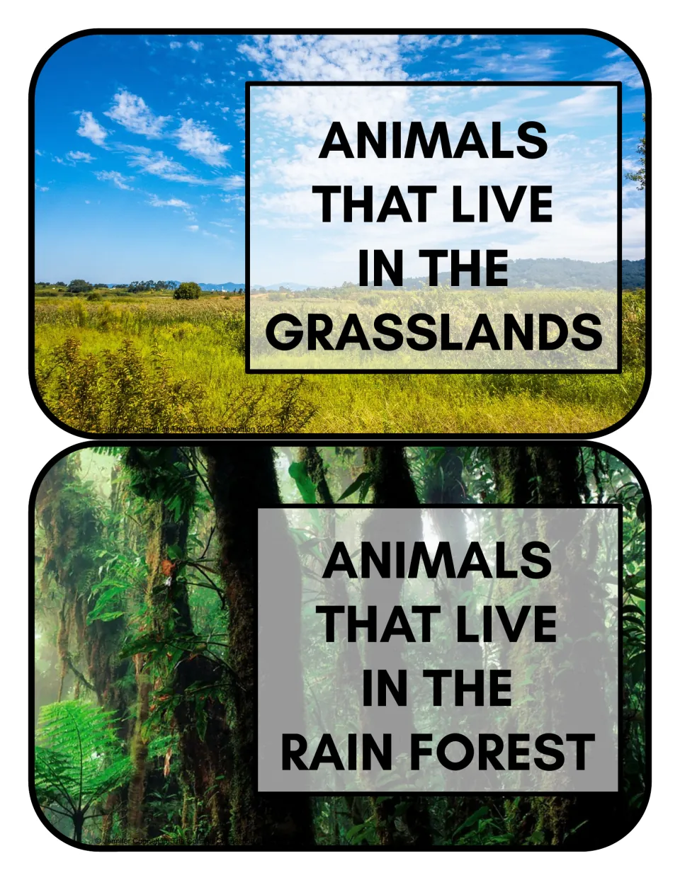 Habitat sorting header cards 7–8: 'Animals that live in the grasslands' and 'Animals that live in the rain forest'