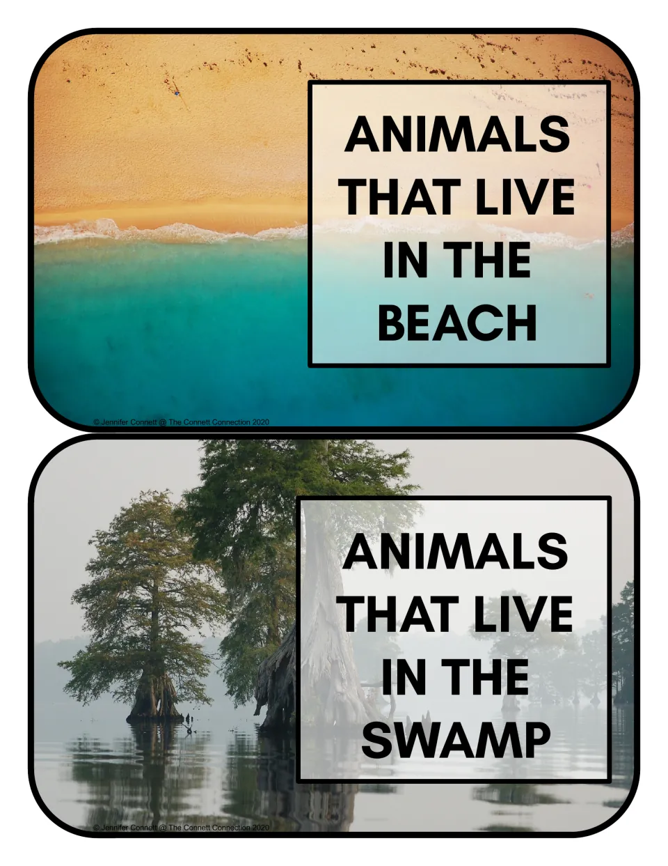 Habitat sorting header cards 9–10: 'Animals that live in the beach' and 'Animals that live in the swamp'
