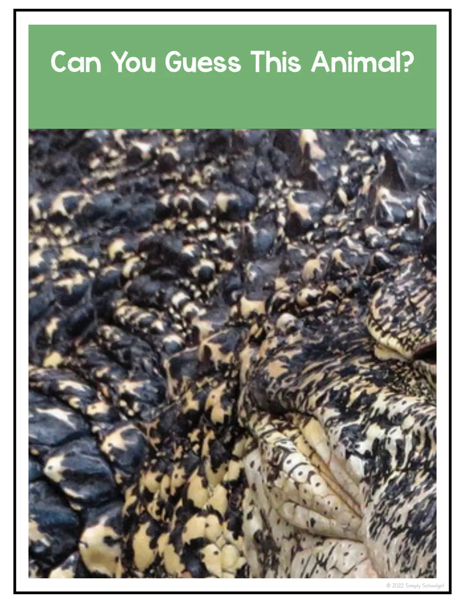 First animal guessing prompt asks “Can You Guess This Animal?” above a close-up of a crocodile’s scaly skin