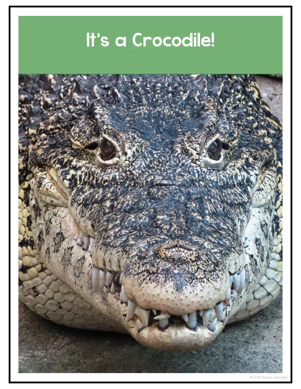 First animal photo reveal says “It’s a Crocodile!” and shows the crocodile’s face, eyes, snout, and teeth