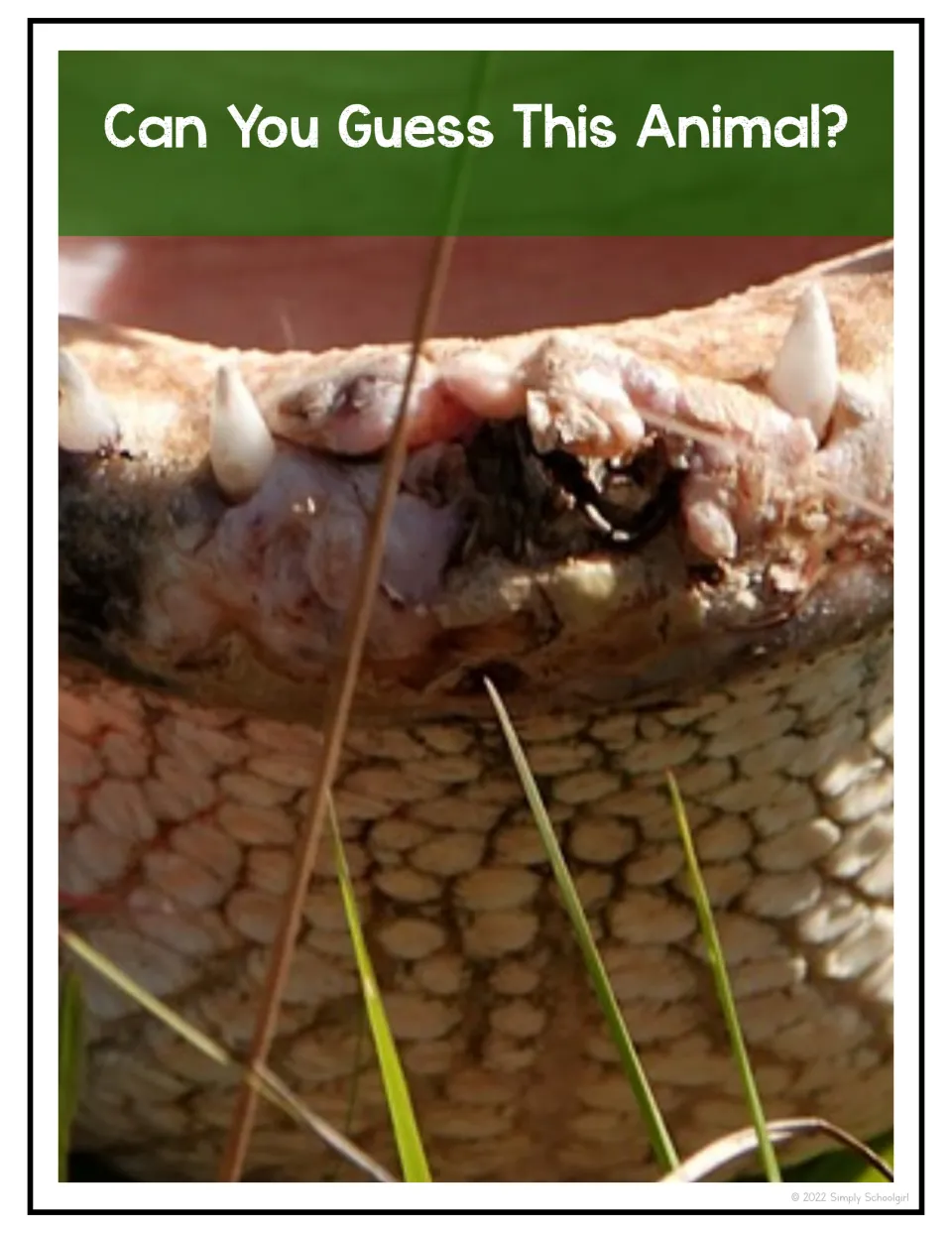 Second animal guessing prompt asks “Can You Guess This Animal?” above a close-up of an alligator’s lower jaw