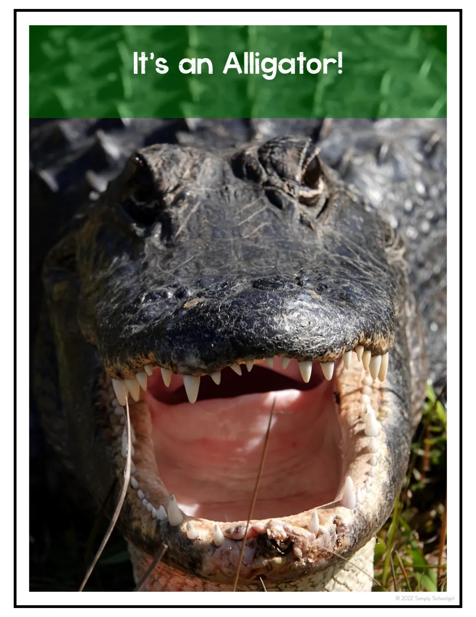 Second animal photo reveal says “It’s an Alligator!” and shows an alligator with its mouth open and teeth visible