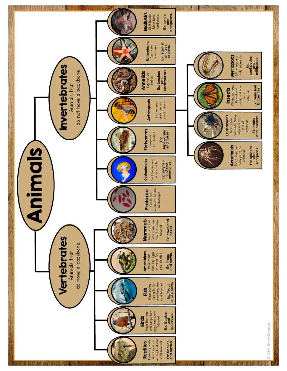 Animal classification chart divides vertebrates and invertebrates into groups, with four arthropod subgroups