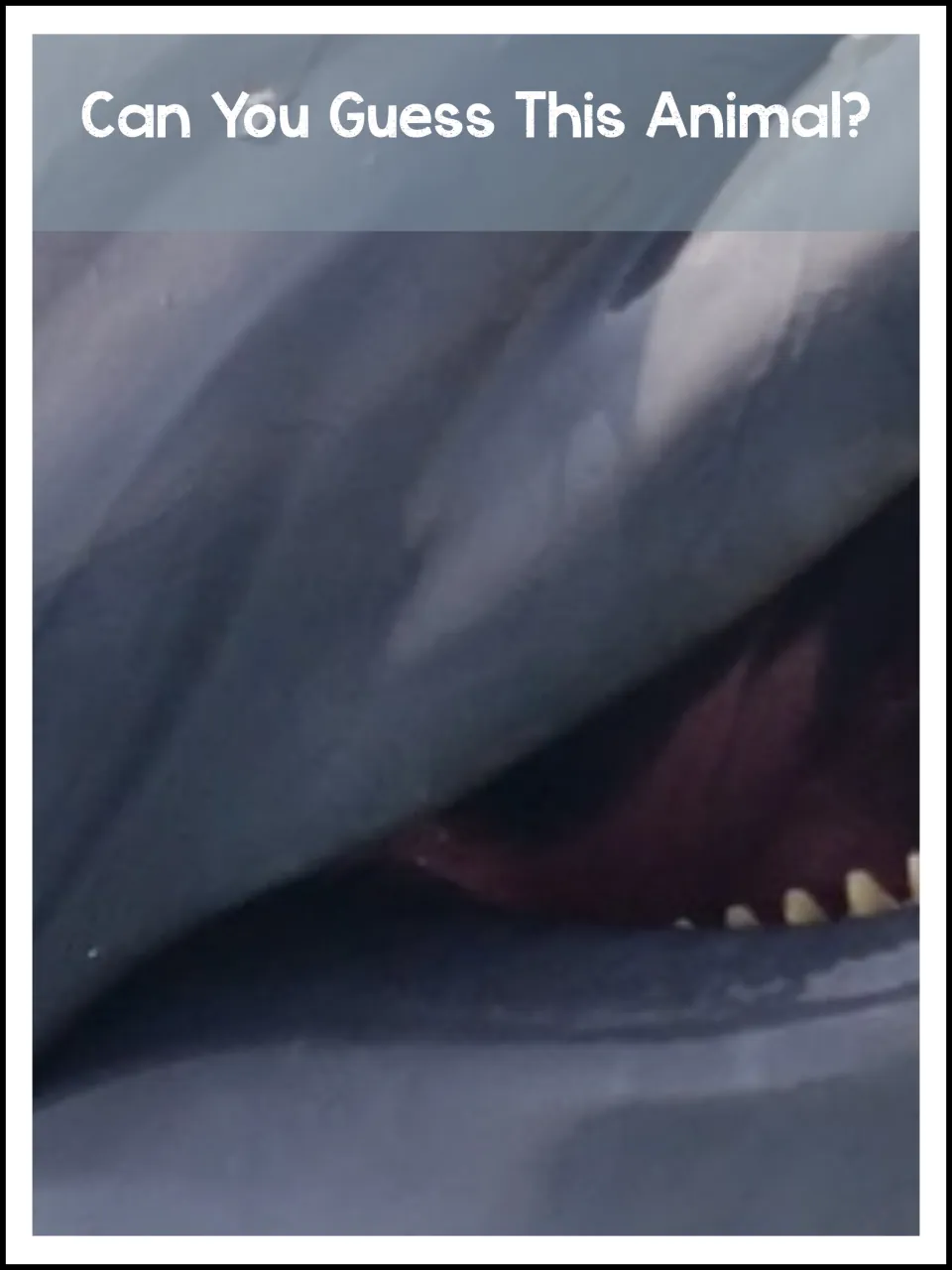 Animal identification prompt asks 'Can You Guess This Animal?' above a close-up of a dolphin's mouth